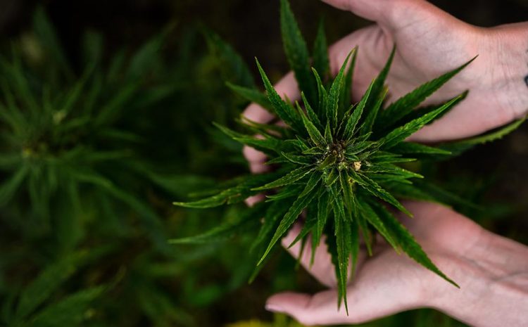  HC dá salvo-conduto para cultivo doméstico de cannabis com fins terapêuticos￼