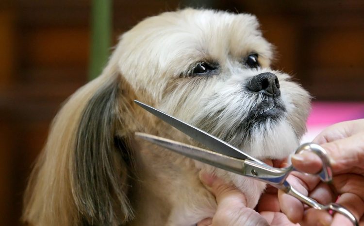 Pet shop é condenado por problemas em banho e tosa de cachorro