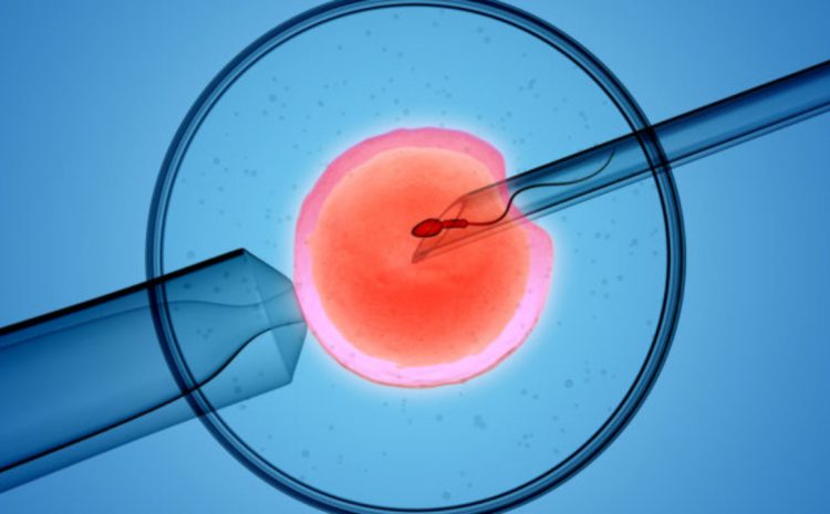  Justiça nega pedido de casal para saber sexo dos embriões após fertilização in vitro