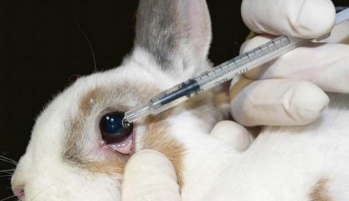  Lei que proíbe uso de animais em teste de cosméticos é válida, diz STF