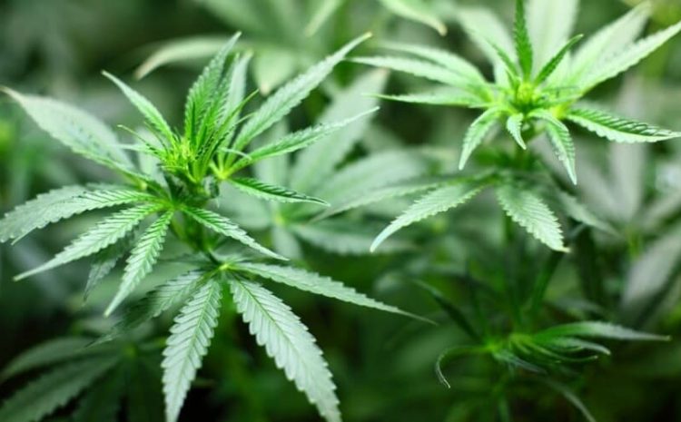 Justiça autoriza cultivo de cannabis para tratamento de fibromialgia