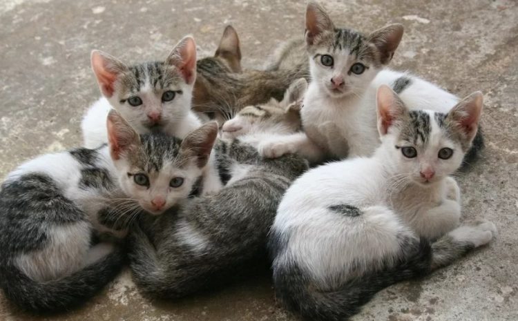  Gatos ‘ajuízam’ ação contra condomínio que veta presença deles