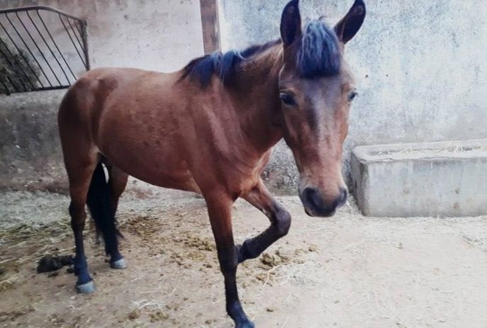  AUTORA ANIMAL: Égua entra na Justiça pelo direito à liberdade e pelo fim dos trabalhos forçados