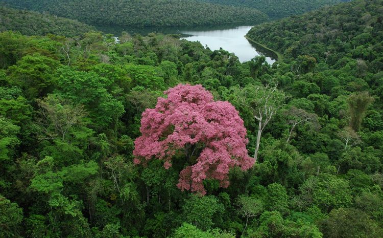  Código Florestal incide sobre Bioma da Mata Atlântica, decide TRF-4