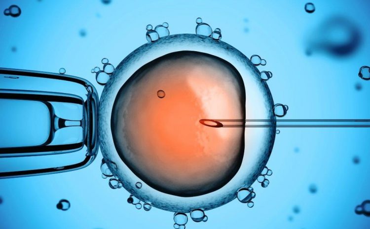  Justiça autoriza descarte de embriões de fertilização in vitro após divórcio