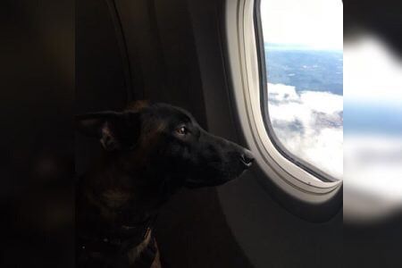 Juíza obriga a Gol a levar autista acompanhado de cão de assistência emocional em voo