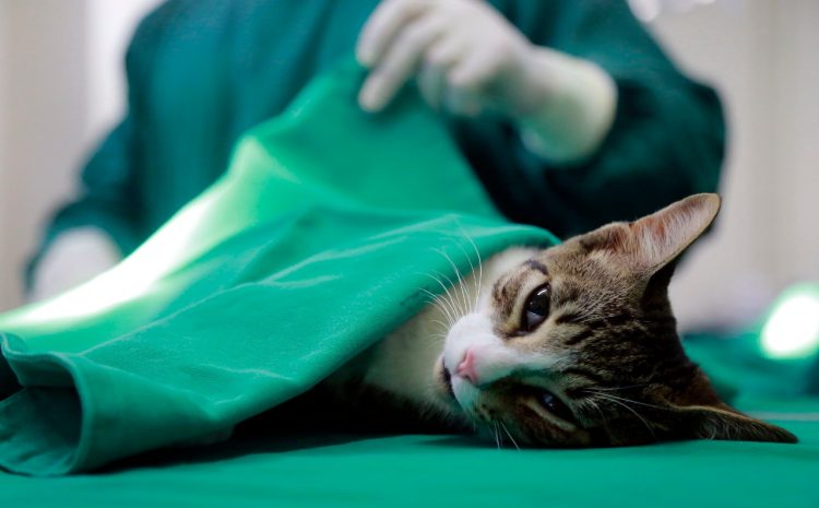  Clínica é condenada por castração defeituosa em animal