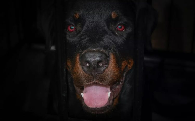 Justiça determina indenização de R$ 10 mil para tutora de cães atacados por rottweiler em BH