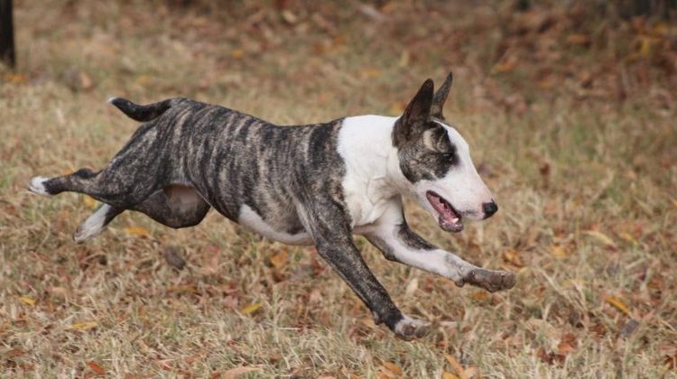  Justiça condena dono de pitbulls por ataque a triatleta