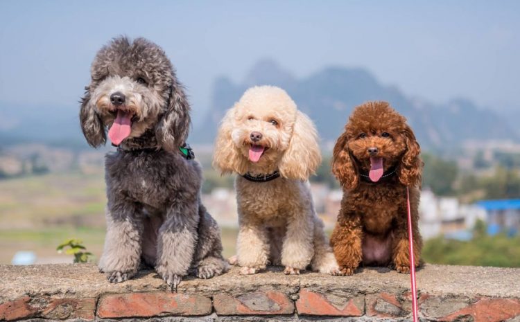  TJDFT autoriza condômina a manter cães de pequeno porte em apartamento