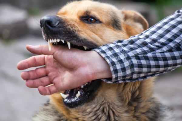  Município deve indenizar homem atacado por cães de rua em terminal, decide TJ-SP