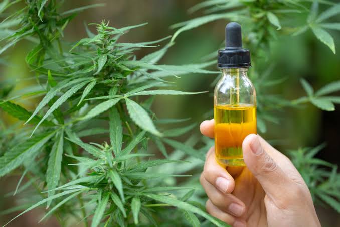  TJ-SP autoriza cultivo doméstico de cannabis para fins terapêuticos