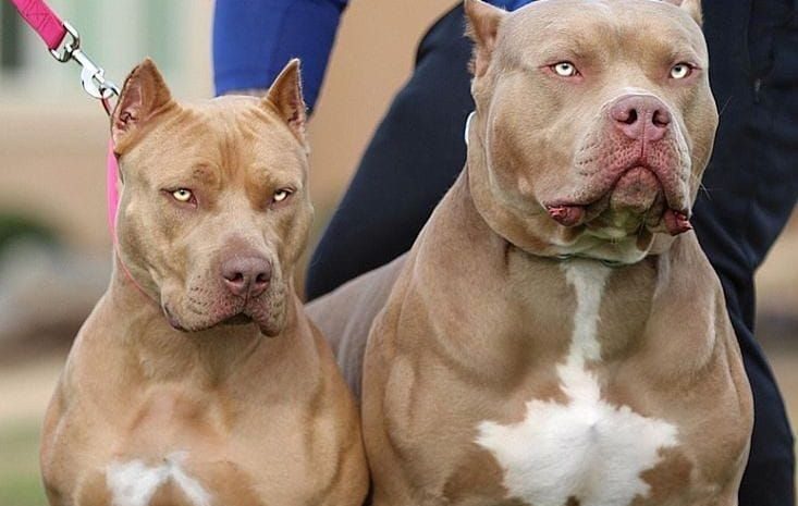  ‘DIREITO ANIMAL’: Donos de cachorros de grande porte são condenados por ataque a cadela que foi a óbito