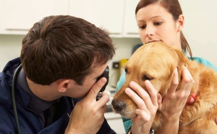  Varejo de alimentos e higiene de animais não precisa de veterinário como responsável técnico