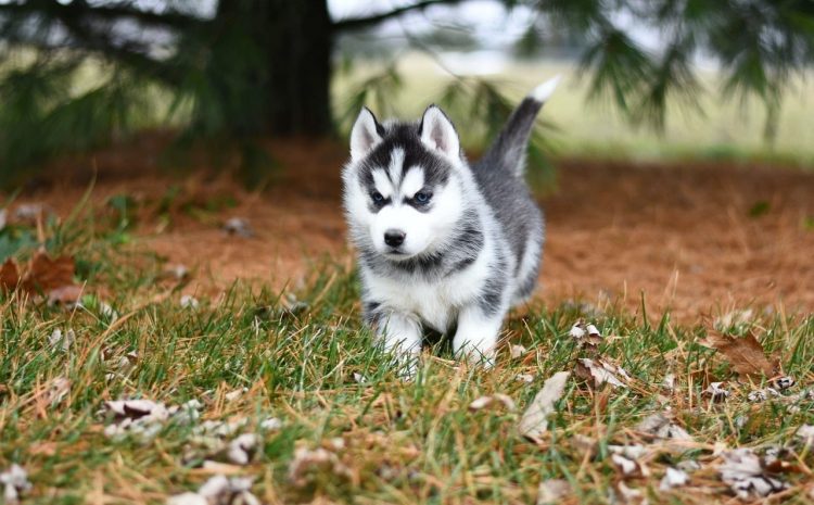   Homem que furtou husky siberiano para presentear namorada ficará preso