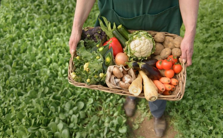  Lei que incluiu alimentos orgânicos na merenda das escolas municipais é inconstitucional