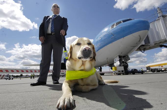  Empresas aéreas não são obrigadas a embarcar animais de assistência emocional, decide juíza