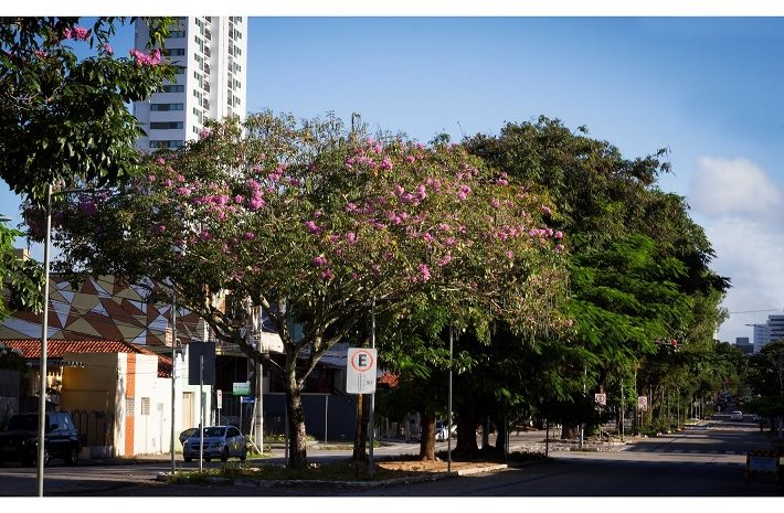  Prefeitura de Natal realiza Seminário deArborização Urbana e Meio Ambiente