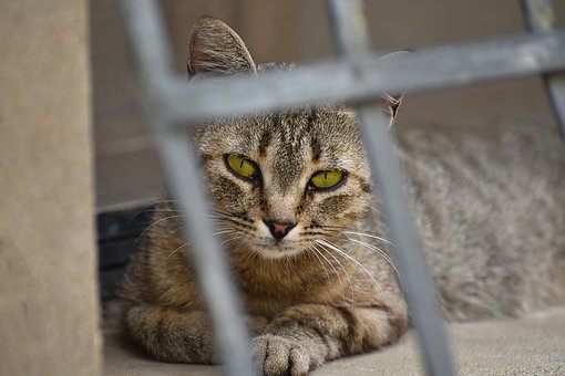  Câmara não pode legislar sobre venda de cães e gatos em pet shops￼