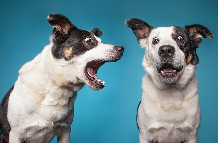  OBRIGAÇÃO DA TUTORA: Cachorros devem “interromper” latidos para não incomodar vizinhos, determina juiz