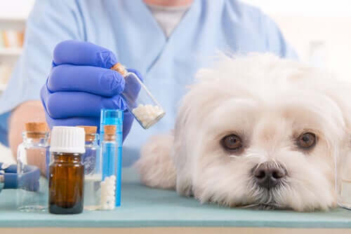  Clínica veterinária não pode ser responsabilizada por efeito colateral previsto em bula de medicamento