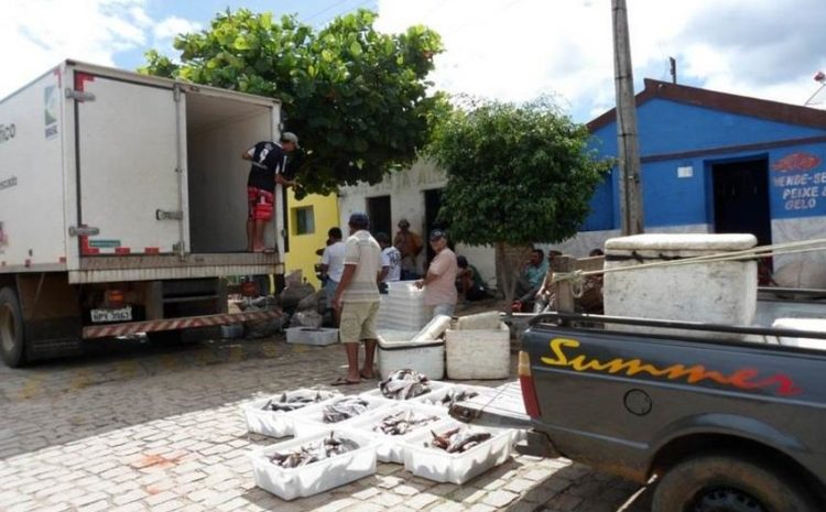  Má prestação no serviço de transporte de pescado gera prejuízos e direito à indenização ￼