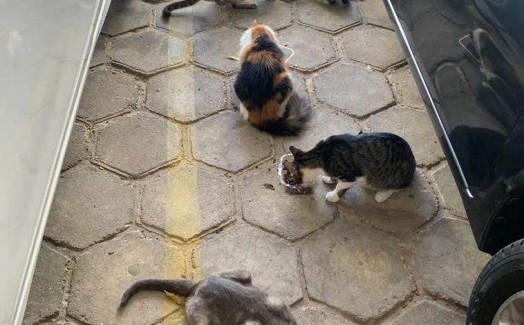  Justiça autoriza moradora a alimentar gatos em condomínio 