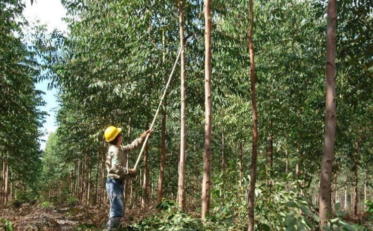  Trabalhador atingido durante corte de árvores será indenizado em R$ 137 mil