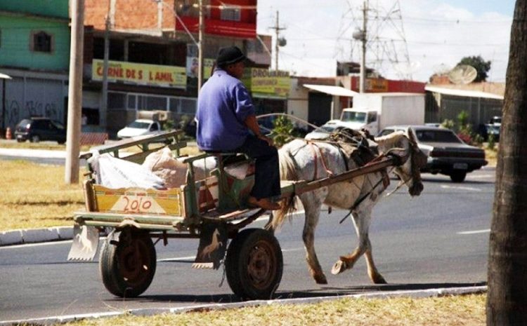  Justiça barra carroças com cavalos e multa chega a R$ 10 milhões