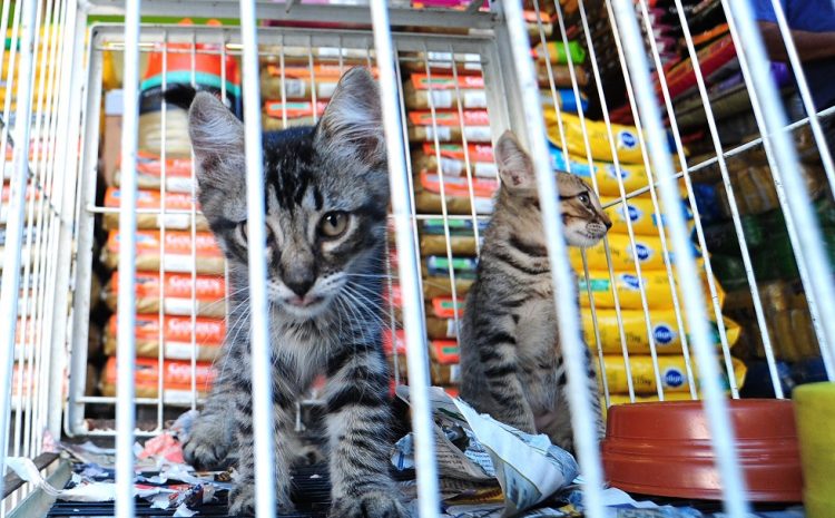  Maus-tratos a animais em pet shop rende justa causa a funcionário