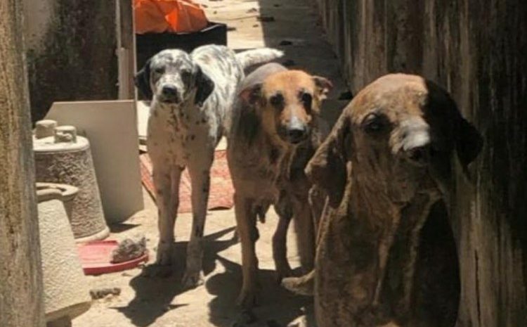  Município deve pagar R$ 50 mil por omissão em maus-tratos a cães