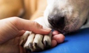  IMPERÍCIA VERIFICADA: Clínica veterinária deve indenizar tutora por morte de cadela após castração, decide TJ-SP