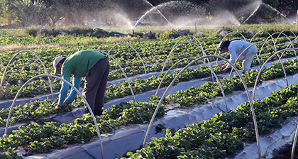  COBRANÇA MANTIDA: STF valida contribuição ao Senar sobre receita bruta de produtores rurais pessoas físicas