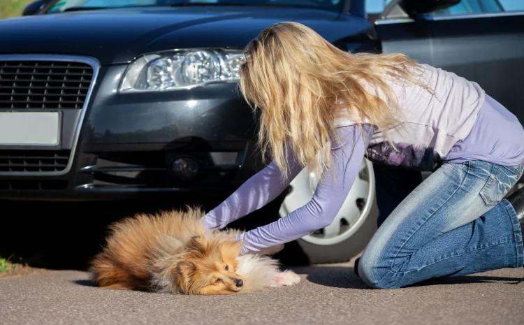  Lei que obriga motorista a socorrer animal atropelado é inconstitucional