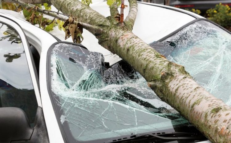  Danos a veículos atingidos por árvore que caiu em via pública gera indenização