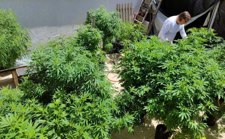  ‘NÃO É ILÍCITO PENAL’: TJ-SP concede habeas corpus e autoriza cultivo residencial de Cannabis para fins medicinais