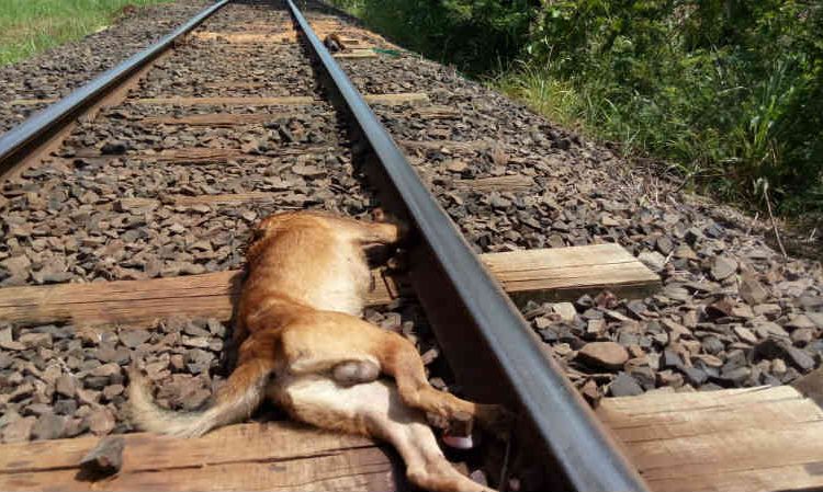  Mulher que abandonou cão com deficiência em linha de trem tem condenação mantida