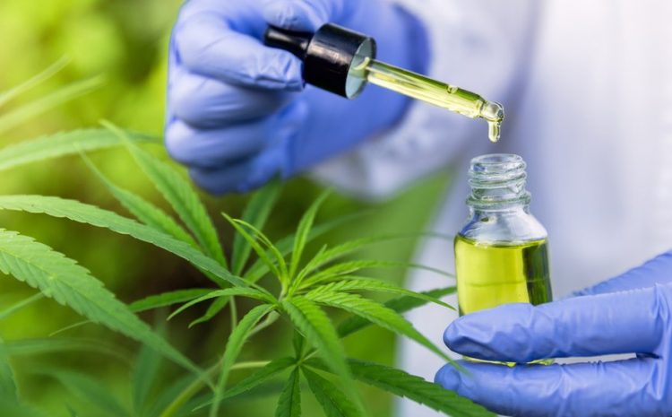  OAB/AL cria comissão voltada para a cannabis medicinal e o cânhamo industrial