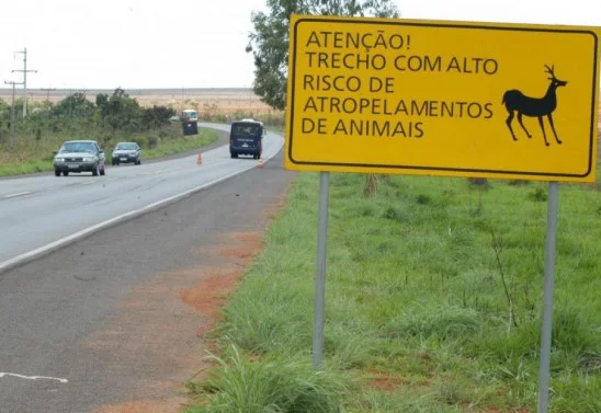  DNIT não ressarcirá seguradora por acidente com animal em rodovia de área rural