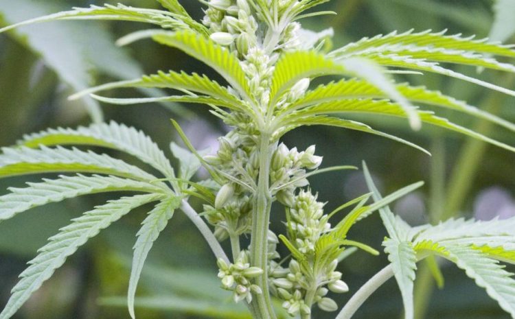  Justiça Federal autoriza associação a fornecer a flor da cannabis para tratamento