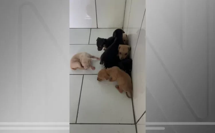  Homem é autuado após abandonar sete filhotes de cachorro em caixa de papelão