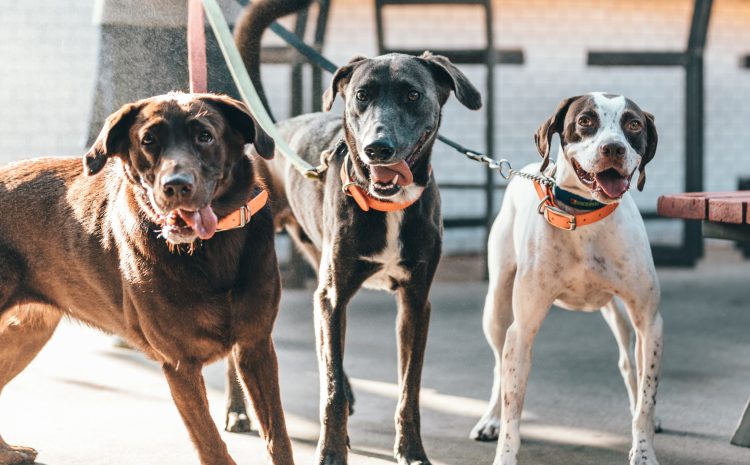  BOM PRA CACHORRO: Prefeitura é obrigada a ajudar mulher que abriga 50 cães, decide TJ-SC