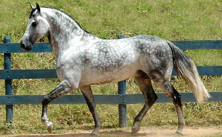  Justiça condena haras por morte de cavalo em MG