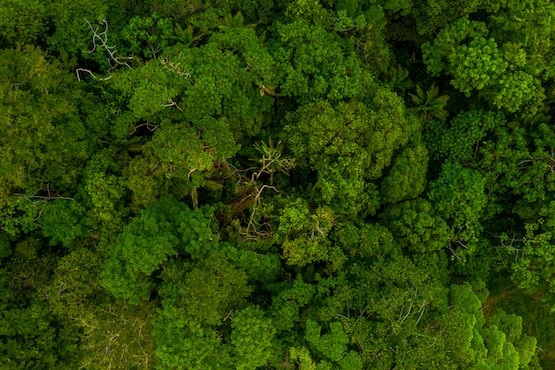  Agentes públicos devem cumprir obrigações de preservação ambiental em SC