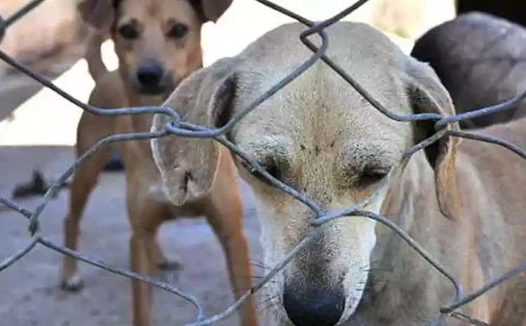  Município de Patos é condenado por ataque de cão de rua, declara TJ-PB