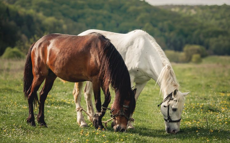  Agricultor recebe indenização por danos causados por cavalos em sua propriedade