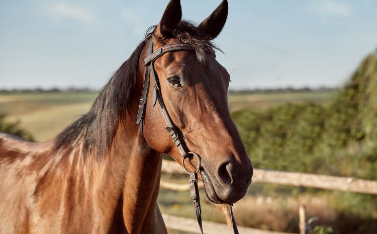  TJ-SC condena homem por maus tratos a cavalo