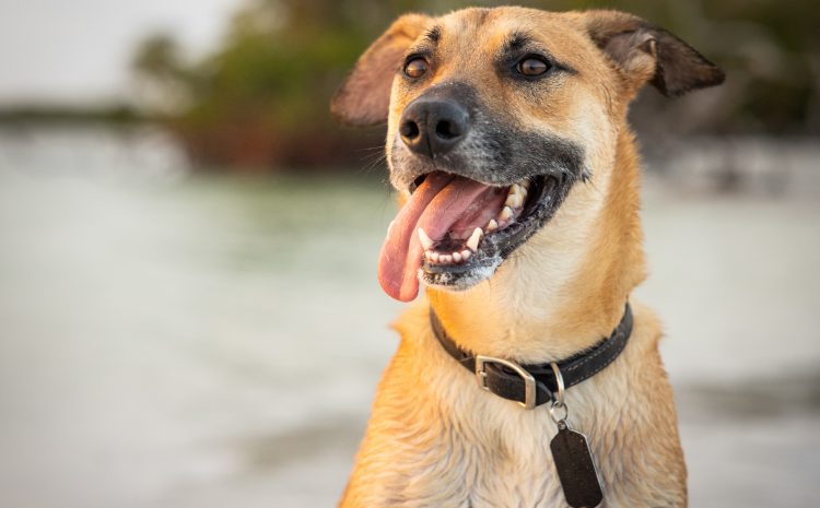  TJMG concede indenização a caminhoneiro mordido por cão em posto de gasolina