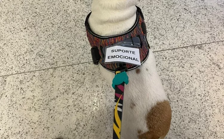  Liminar garante embarque com cão de suporte emocional em voo internacional