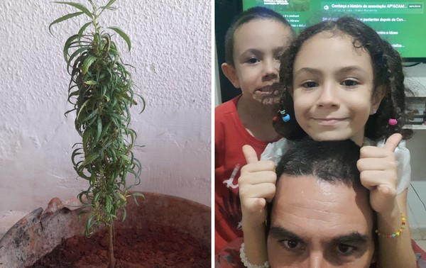  Justiça autoriza psicólogo a plantar cannabis para tratamento de epilepsia da filha em SP